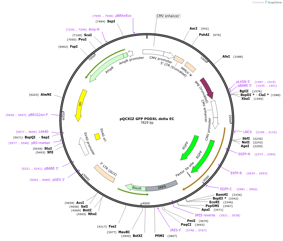 202423-plasmid-map-sequence-id-399109