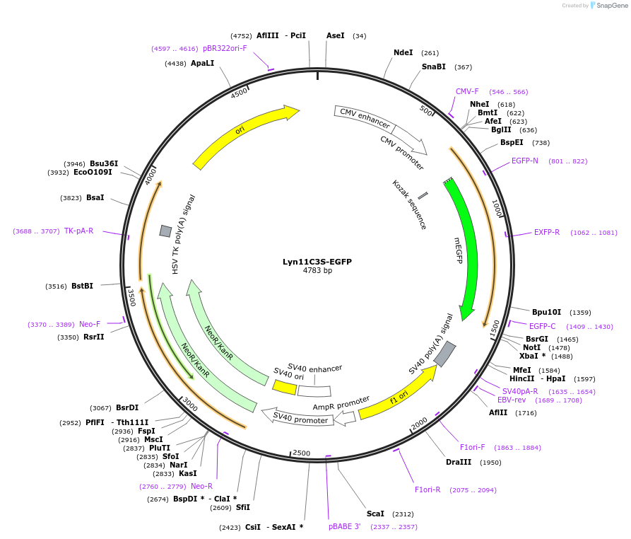 202747-plasmid-map-sequence-id-399134