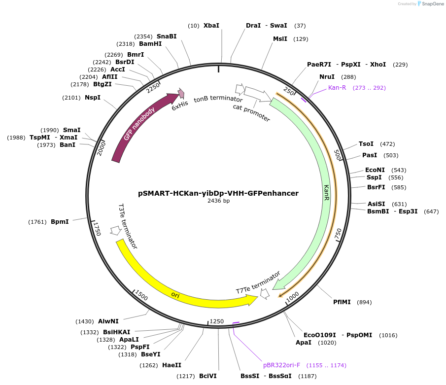 202468-plasmid-map-sequence-id-399135