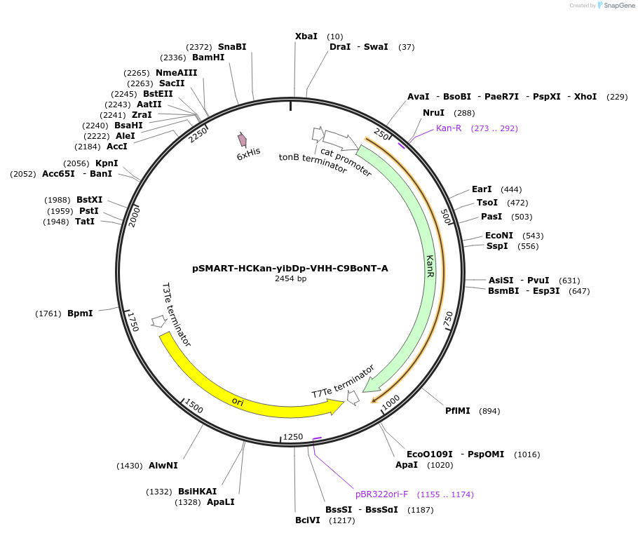 202475-plasmid-map-sequence-id-399139