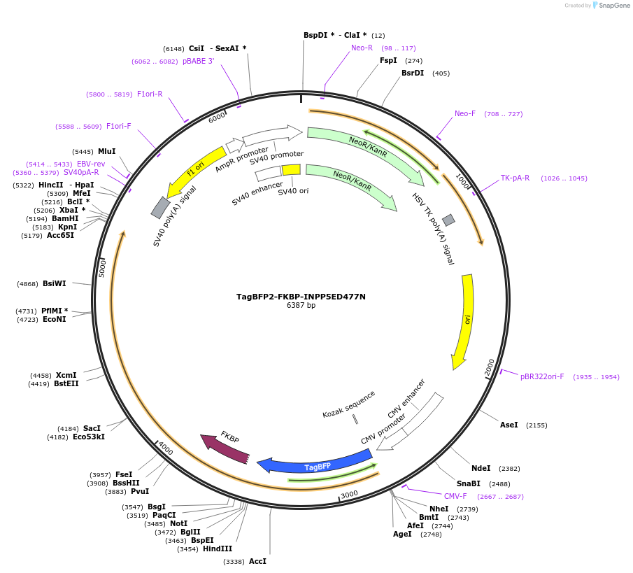 202738-plasmid-map-sequence-id-399140