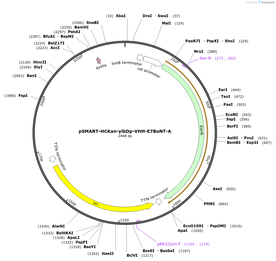 202476-plasmid-map-sequence-id-399141