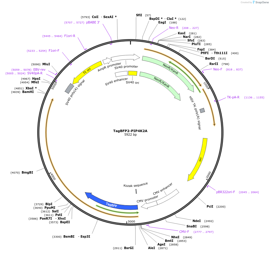 202726-plasmid-map-sequence-id-399144