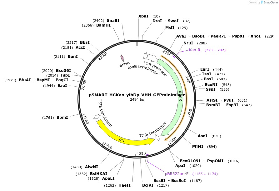 202469-plasmid-map-sequence-id-399145