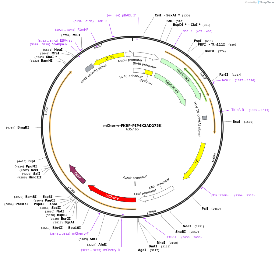 202733-plasmid-map-sequence-id-399146