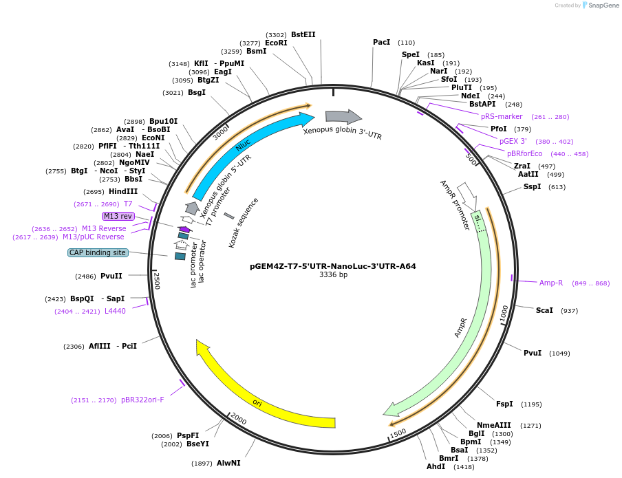 203350-plasmid-map-sequence-id-399148