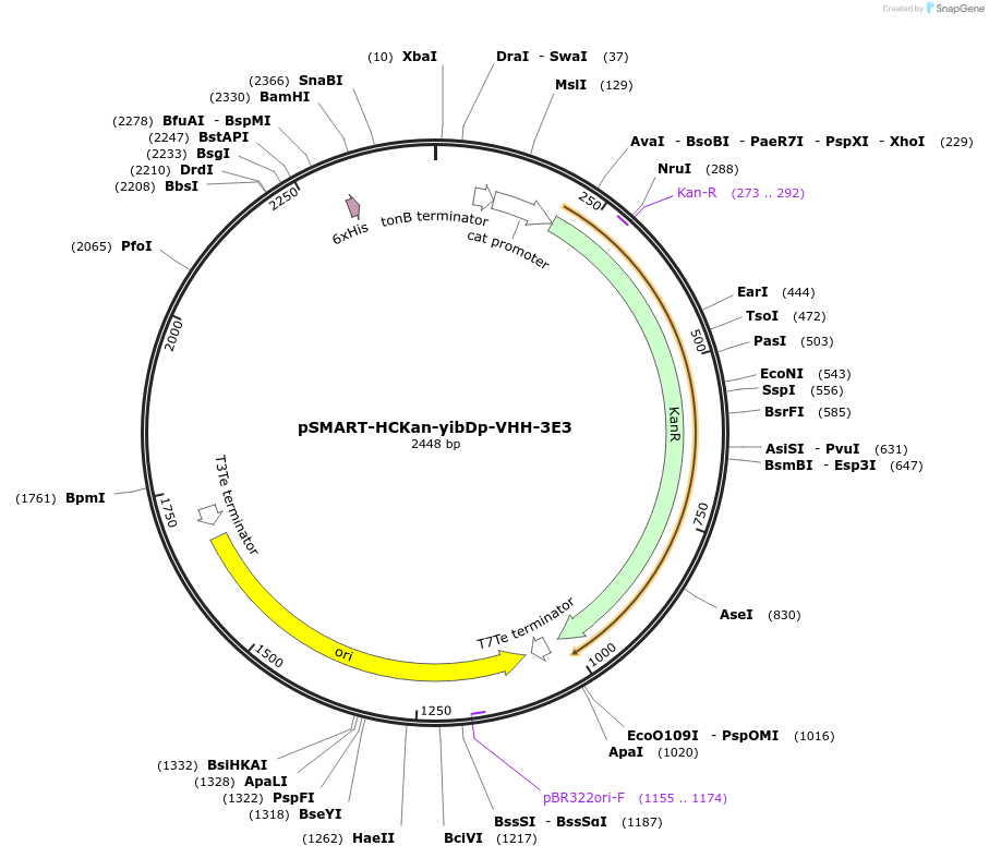 202474-plasmid-map-sequence-id-399167