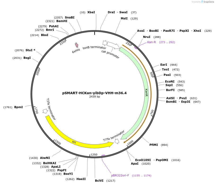 202479-plasmid-map-sequence-id-399169