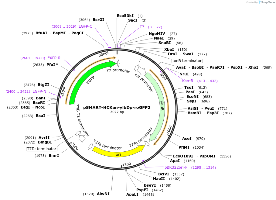 202462-plasmid-map-sequence-id-399172