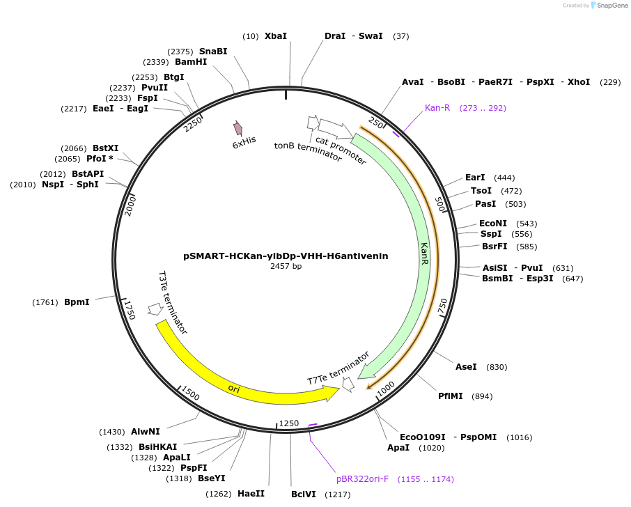 202470-plasmid-map-sequence-id-399174