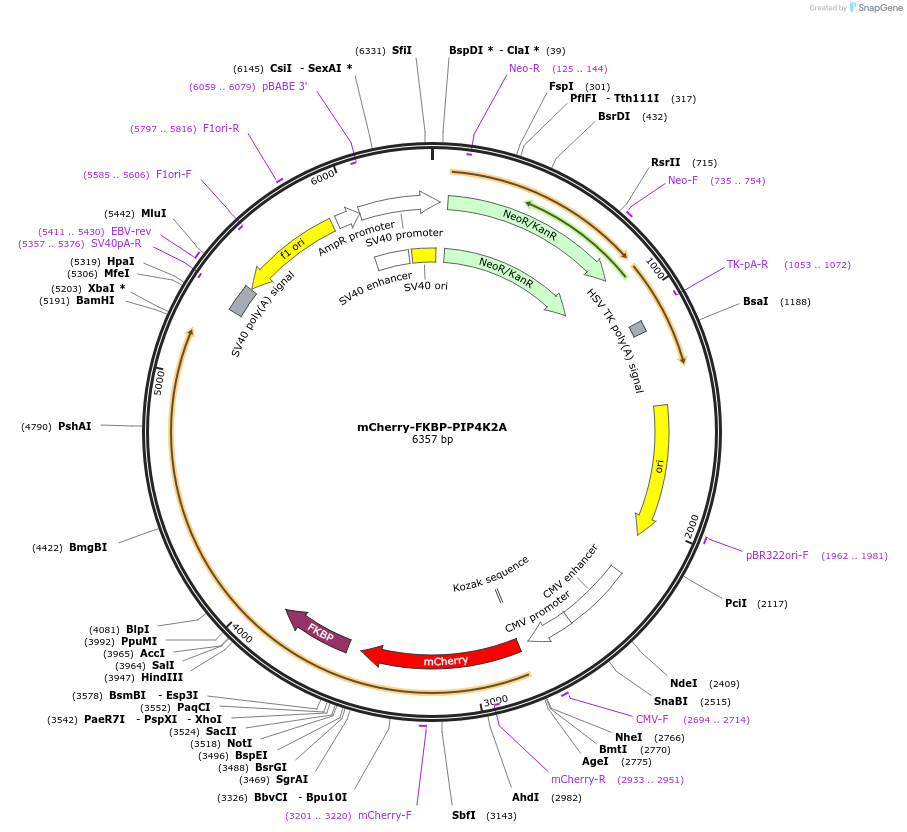 202732-plasmid-map-sequence-id-399175