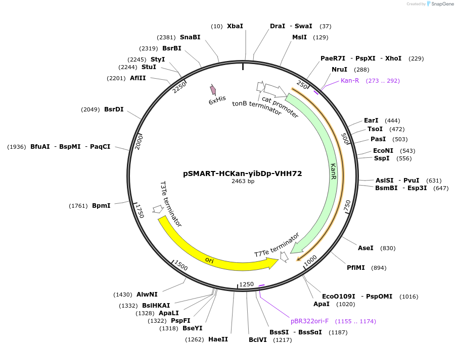 202467-plasmid-map-sequence-id-399177