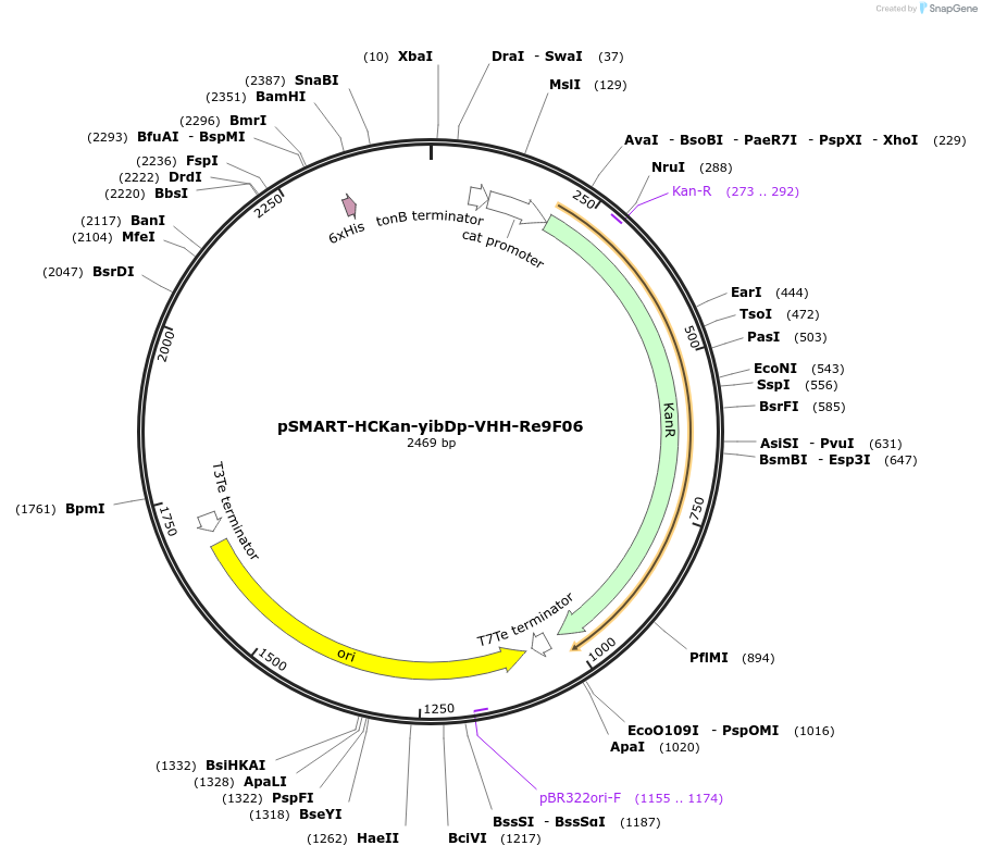 202481-plasmid-map-sequence-id-399179