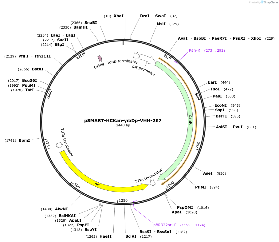 202473-plasmid-map-sequence-id-399180