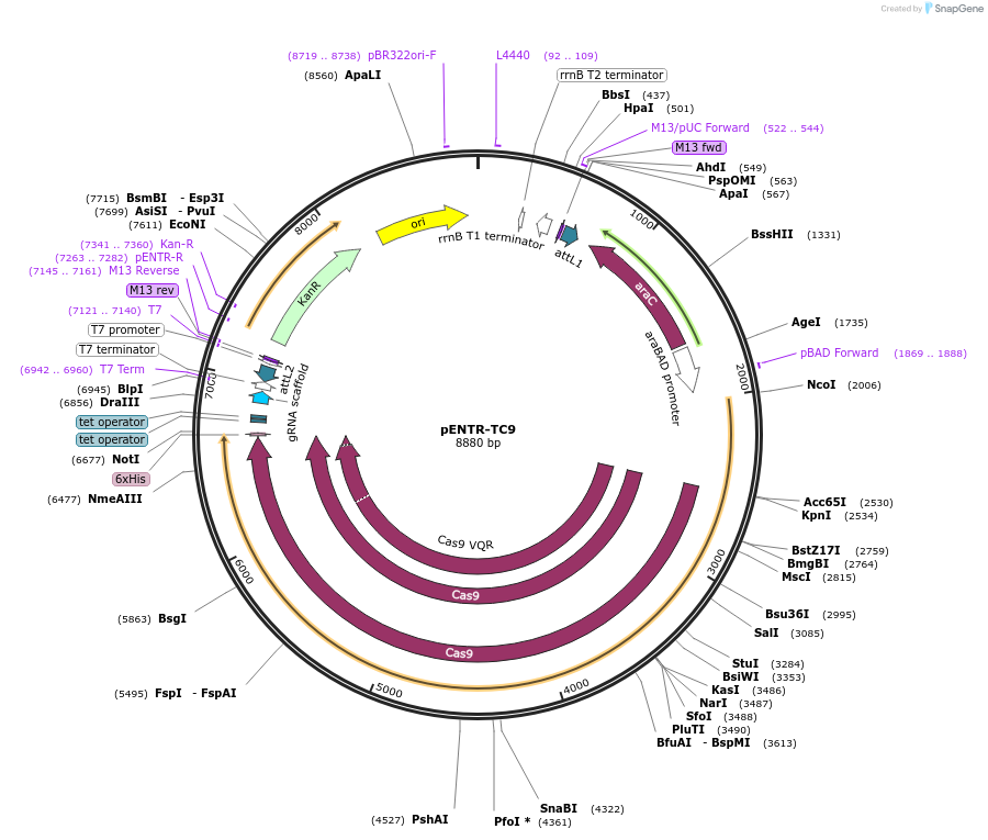 202088-plasmid-map-sequence-id-399195