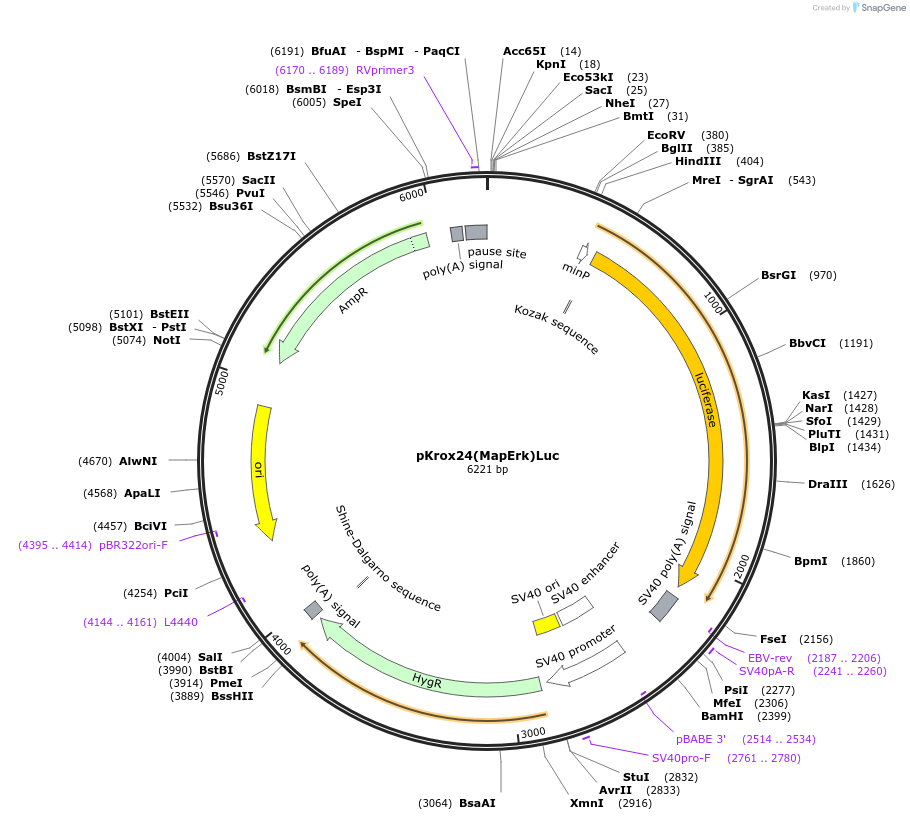 200112-plasmid-map-sequence-id-399196