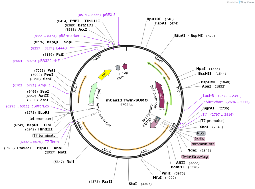 199753-plasmid-map-sequence-id-399197