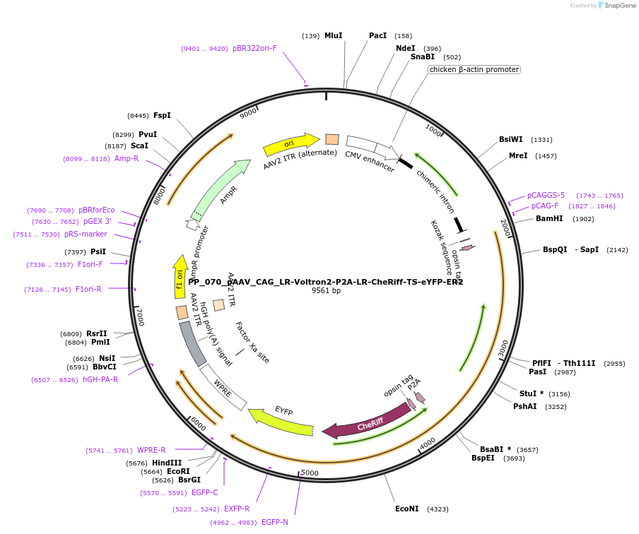 203228-plasmid-map-sequence-id-399200