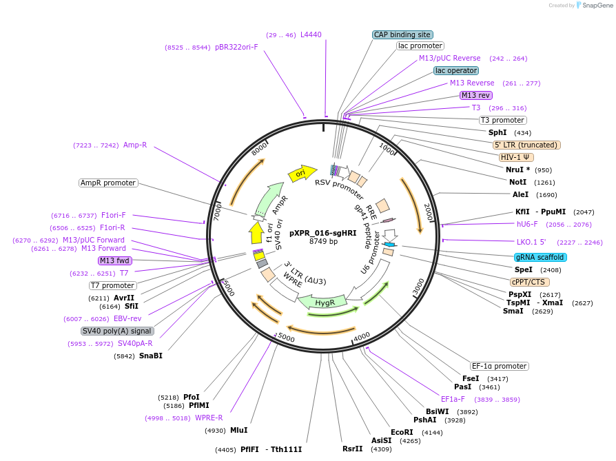 202443-plasmid-map-sequence-id-399214
