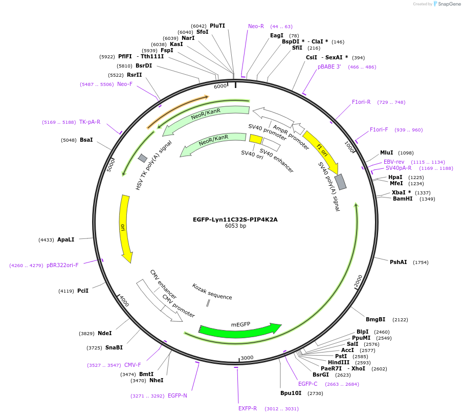 202748-plasmid-map-sequence-id-399222