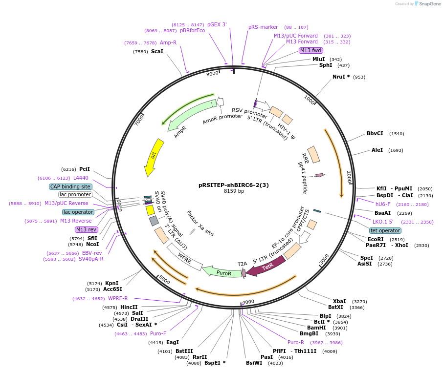202451-plasmid-map-sequence-id-399224