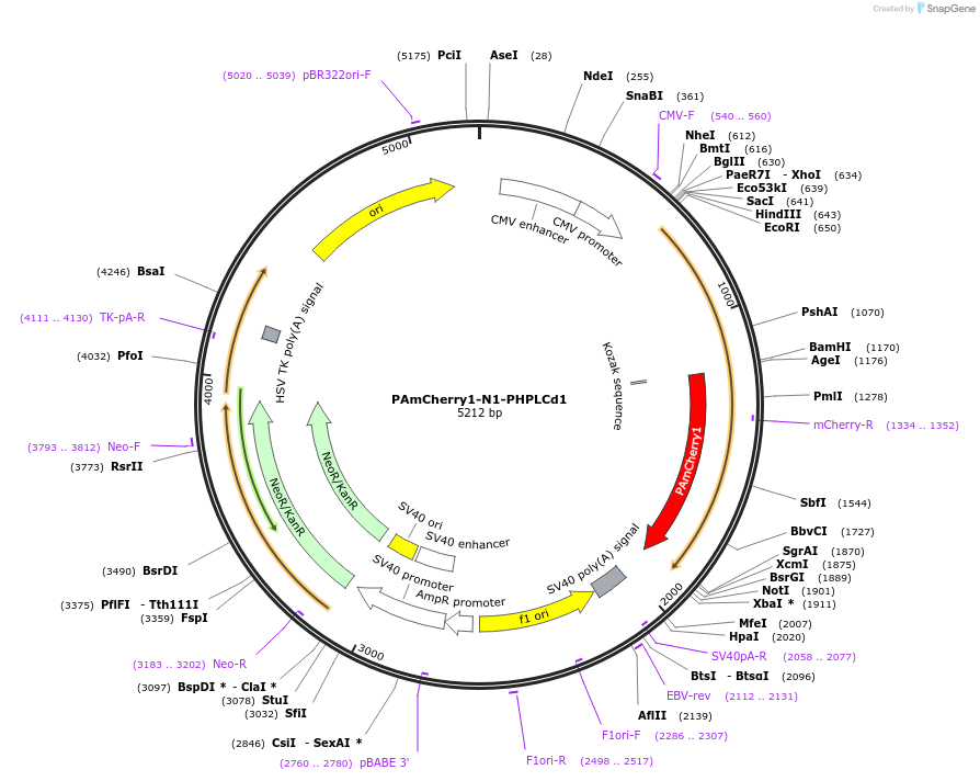 202679-plasmid-map-sequence-id-399226