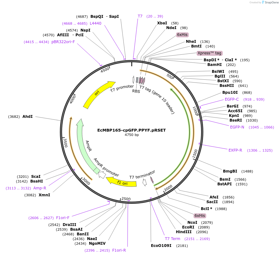 33372-plasmid-map-sequence-id-39925