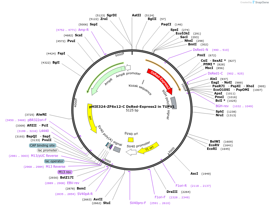 201536-plasmid-map-sequence-id-399273