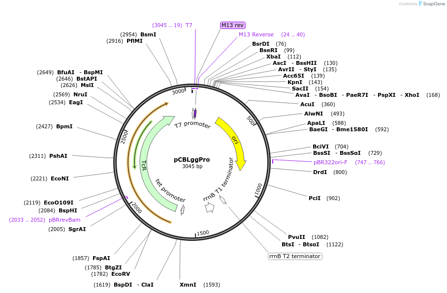 199736-plasmid-map-sequence-id-399274