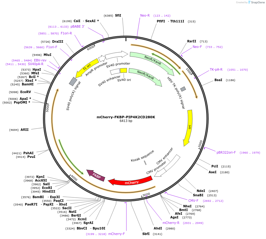 202737-plasmid-map-sequence-id-399280