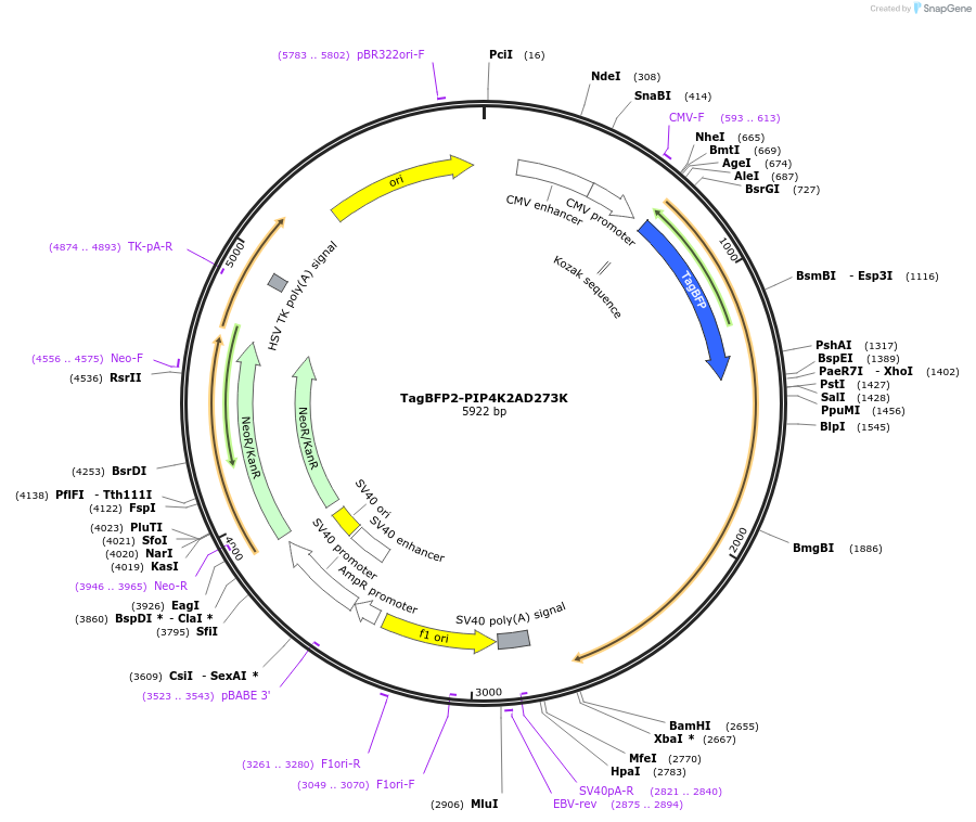 202727-plasmid-map-sequence-id-399287