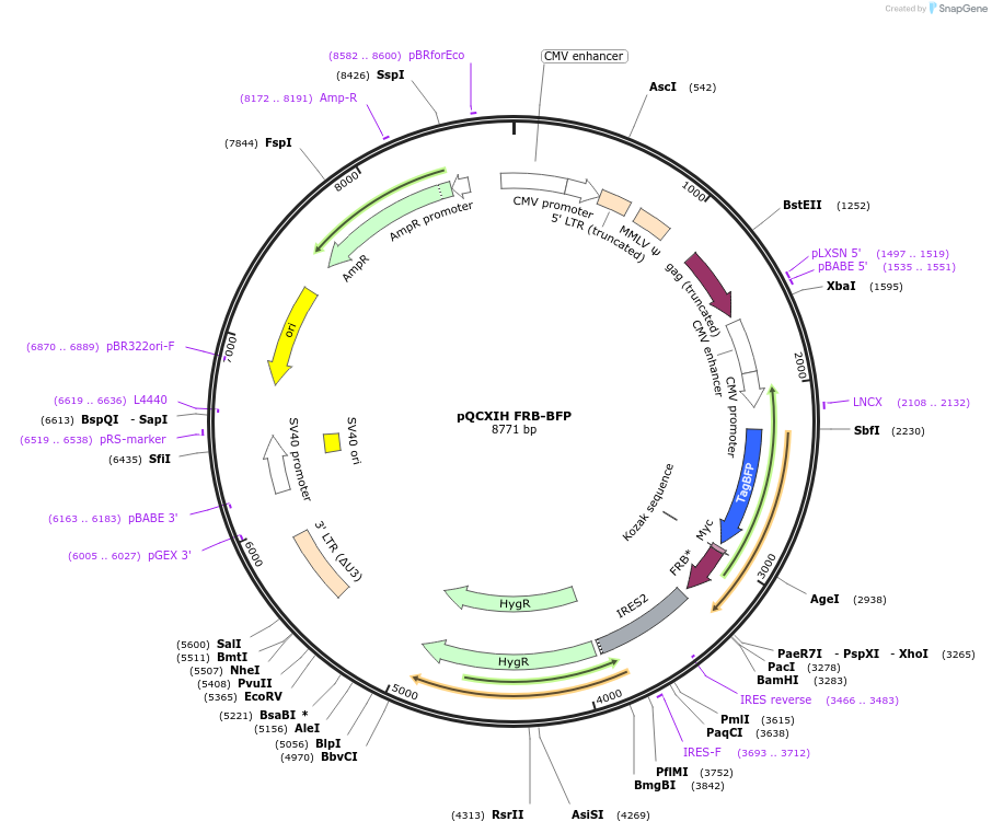 202425-plasmid-map-sequence-id-399292