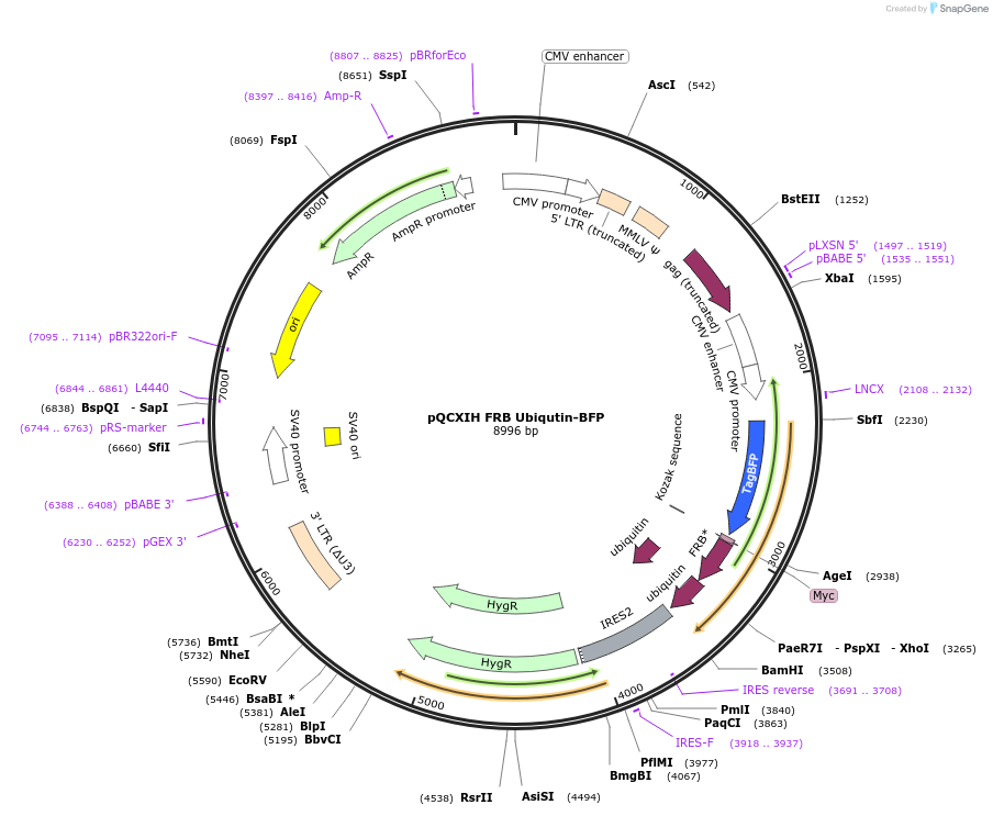 202426-plasmid-map-sequence-id-399293