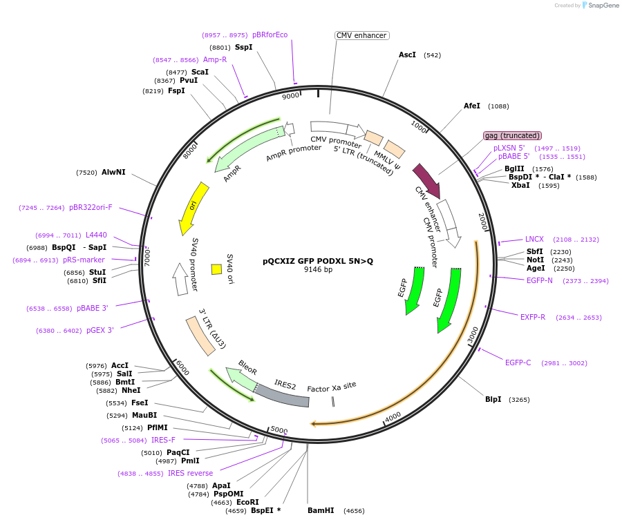 202419-plasmid-map-sequence-id-399296