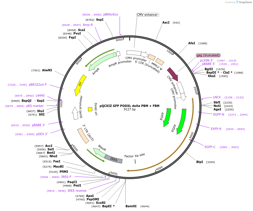 202416-plasmid-map-sequence-id-399298