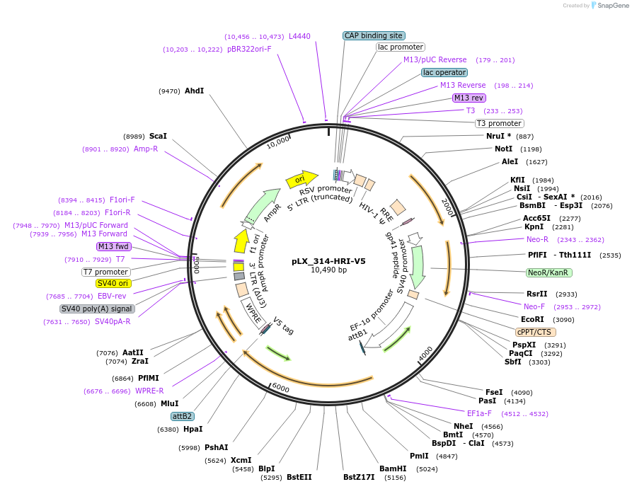 202434-plasmid-map-sequence-id-399300
