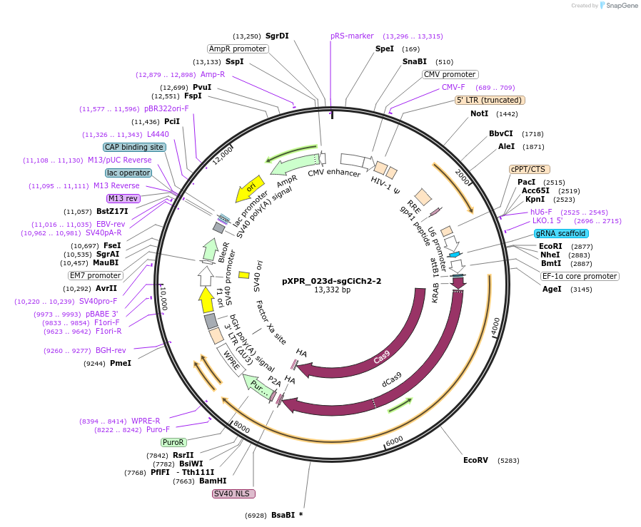 202444-plasmid-map-sequence-id-399302