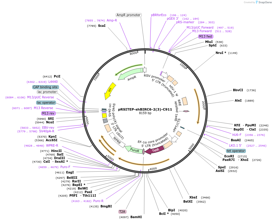 202452-plasmid-map-sequence-id-399303