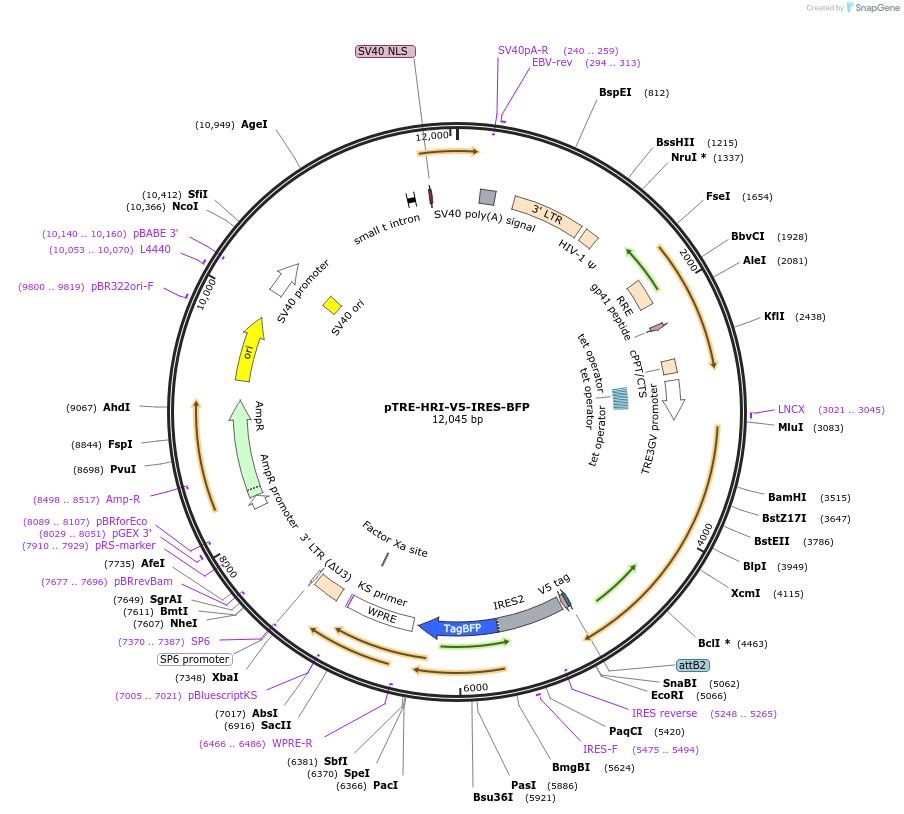 202435-plasmid-map-sequence-id-399305