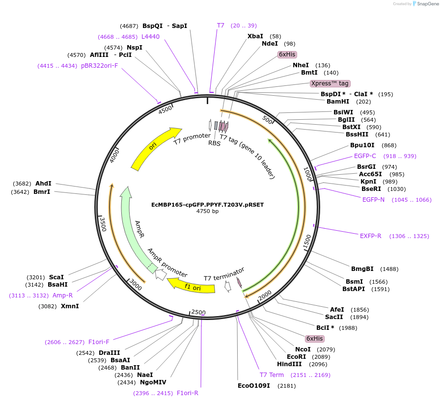33373-plasmid-map-sequence-id-39933