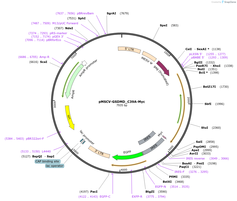 201167-plasmid-map-sequence-id-399427