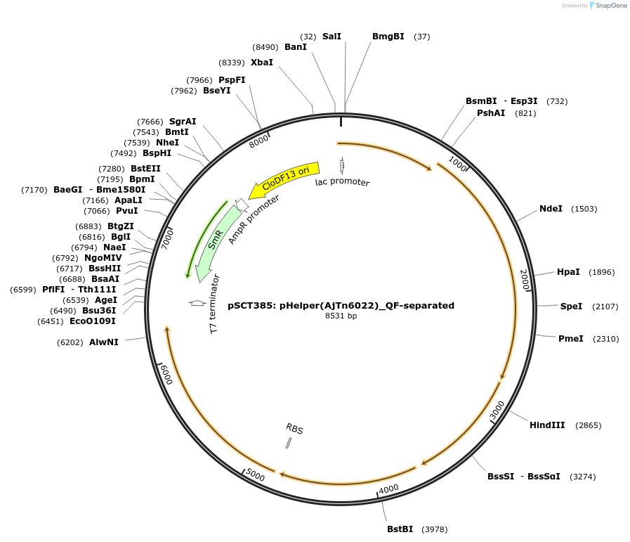 200859-plasmid-map-sequence-id-399432