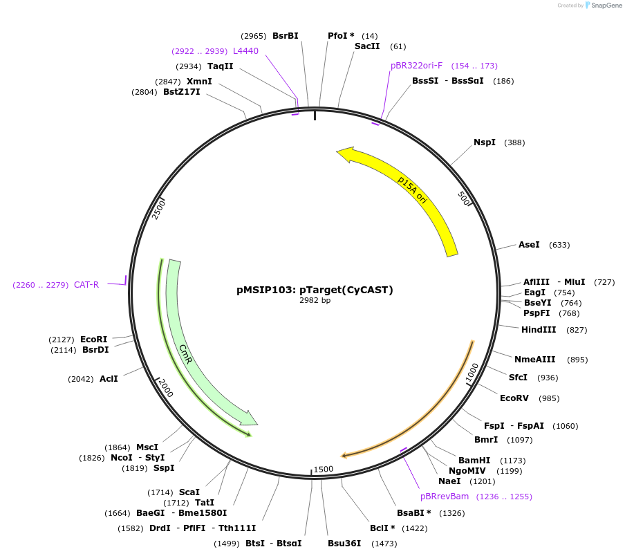 200849-plasmid-map-sequence-id-399433