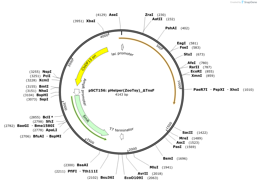 200869-plasmid-map-sequence-id-399446