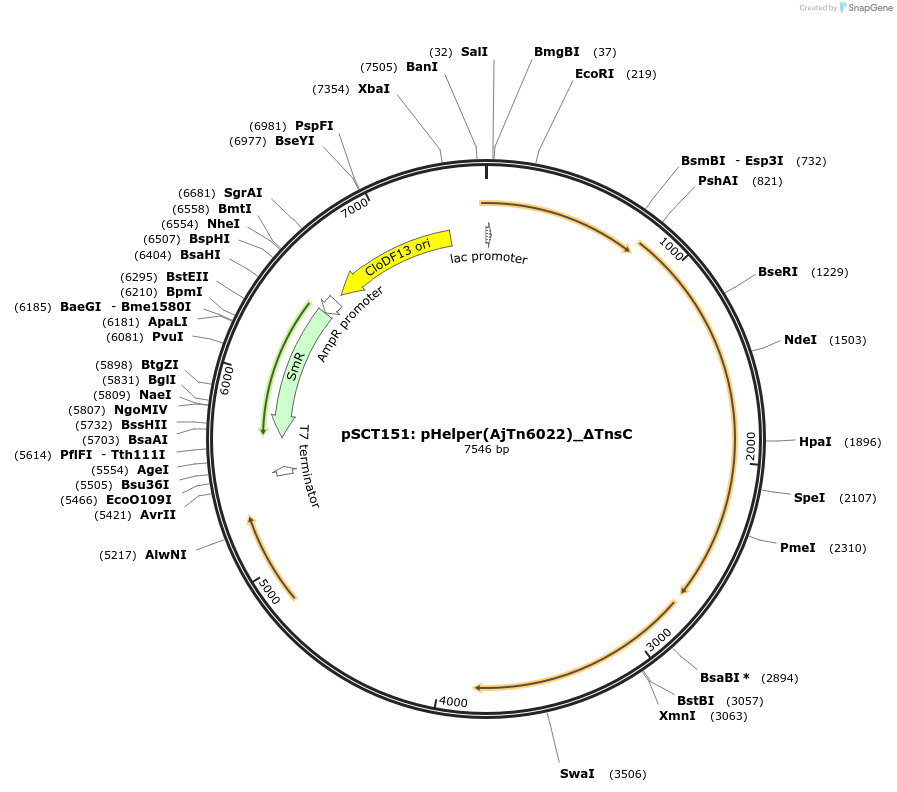 200854-plasmid-map-sequence-id-399447