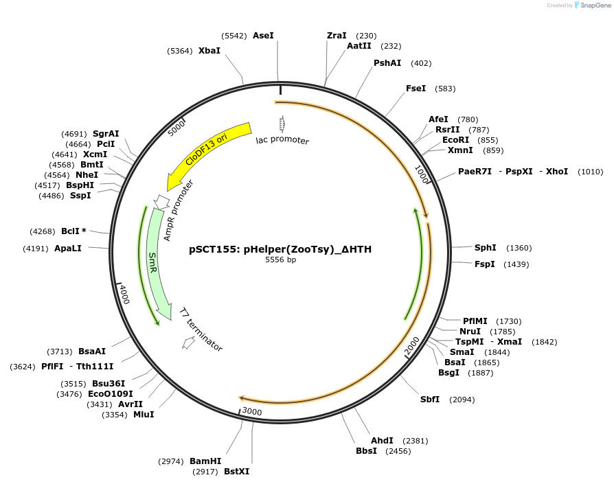 200868-plasmid-map-sequence-id-399449