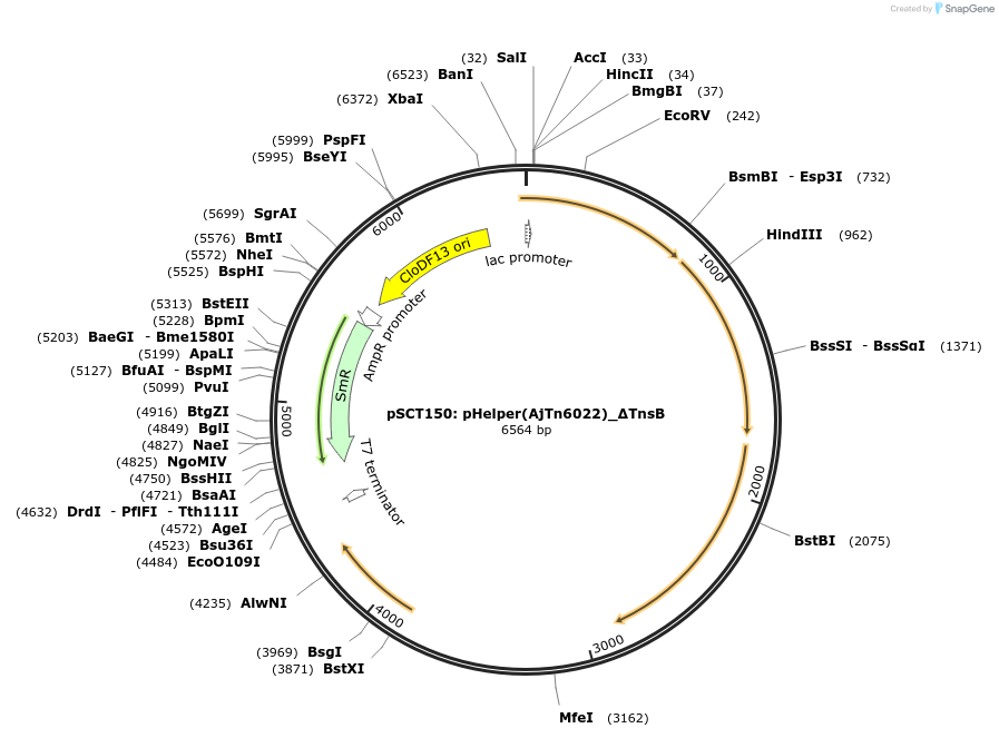 200853-plasmid-map-sequence-id-399453