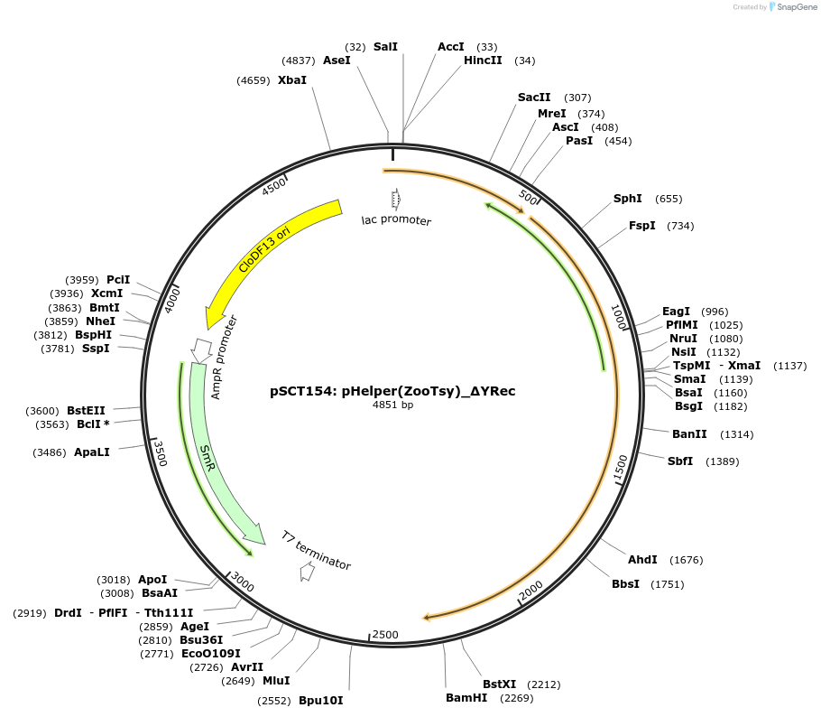 200867-plasmid-map-sequence-id-399454