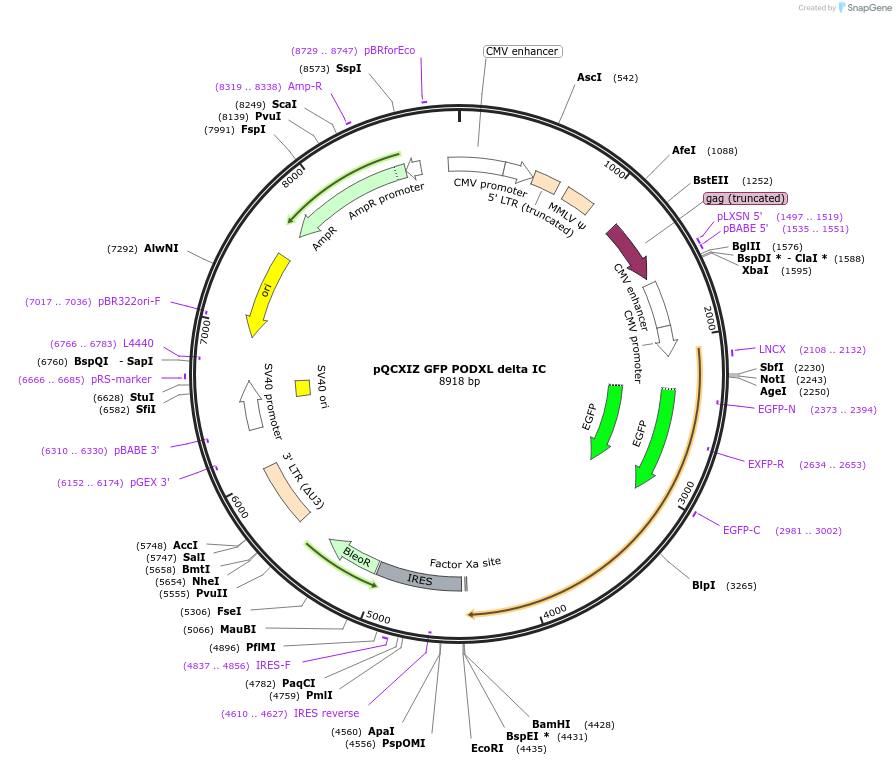 202422-plasmid-map-sequence-id-399458