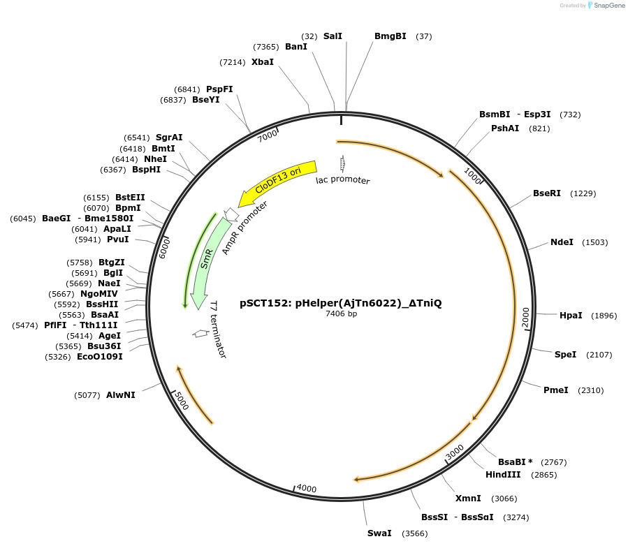200855-plasmid-map-sequence-id-399460